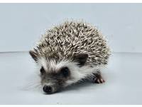 hedgehog photo