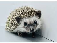 hedgehog photo