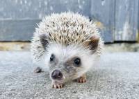 hedgehog photo