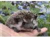 photo of hedgehog for sale