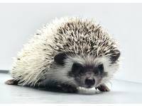 hedgehog photo