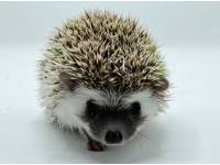 hedgehog photo