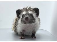 hedgehog photo