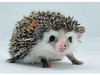 hedgehog photo