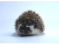 hedgehog photo