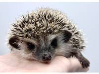 hedgehog photo