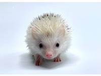 hedgehog photo