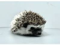 hedgehog photo