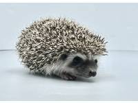 hedgehog photo