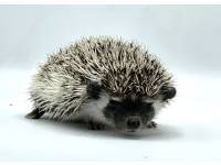 hedgehog photo