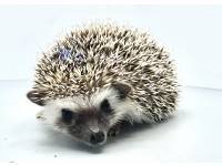 hedgehog photo