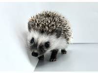 hedgehog photo