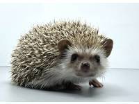 hedgehog photo