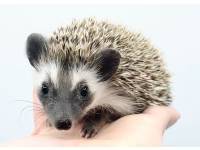 hedgehog photo