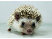 hedgehog photo