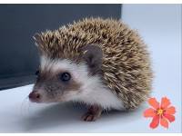 hedgehog photo