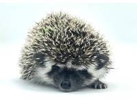 hedgehog photo
