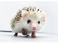 hedgehog photo