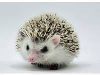 hedgehog photo