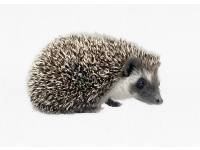 hedgehog photo