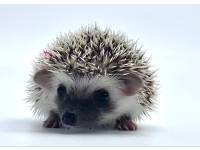 hedgehog photo