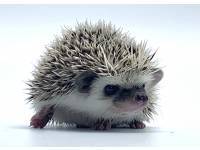 hedgehog photo