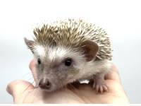 hedgehog photo