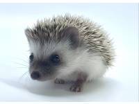 hedgehog photo