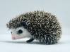 photo of hedgehog for sale