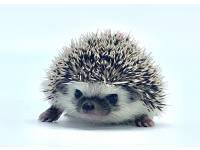 hedgehog photo