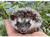 hedgehog photo