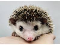 hedgehog photo