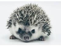 hedgehog photo