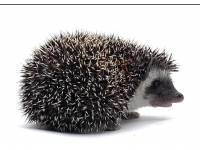 hedgehog photo