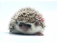 hedgehog photo