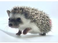 hedgehog photo