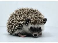 hedgehog photo