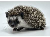 hedgehog photo