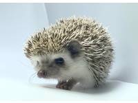 hedgehog photo