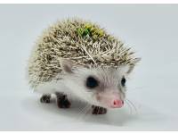 hedgehog photo