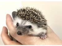 hedgehog photo