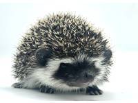 hedgehog photo