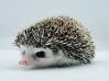 photo of hedgehog for sale