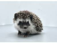 hedgehog photo