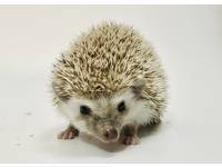 hedgehog photo