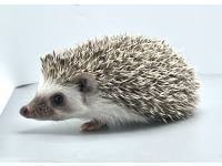 hedgehog photo