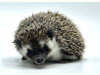 hedgehog photo