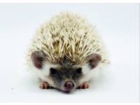 hedgehog photo