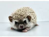 hedgehog photo