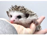 hedgehog photo